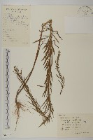 藏品(加拿大蓬)的圖片