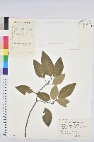 藏品(白臼)的圖片