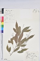 藏品(日本五月茶、南投五月茶)的圖片