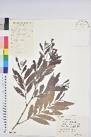 藏品(紅毛饅頭果)的圖片