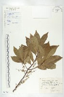 藏品(杜英、山杜英、蘭嶼杜英)的圖片