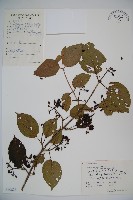 藏品(蝴蝶莢迷)的圖片