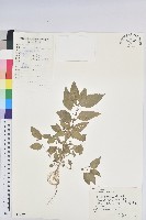 藏品(鐵莧菜)的圖片