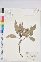 藏品(粗糠柴)的圖片