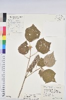 藏品(紅葉野桐)的圖片