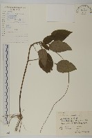 藏品(阿里山鬼督郵)的圖片