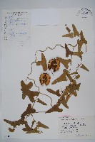 藏品(馬兜鈴)的圖片