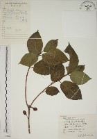 藏品(牛乳榕)的圖片