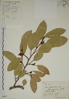 藏品(薜荔)的圖片