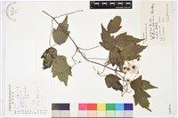 藏品(女萎)的圖片