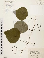 藏品(千金藤、金線吊烏龜)的圖片