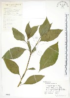 藏品(美洲商陸)的圖片