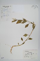 藏品(青葙)的圖片