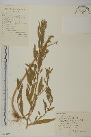 藏品(臭杏、土荊芥)的圖片