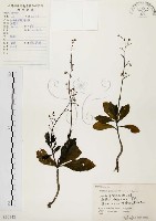 藏品(土人參)的圖片