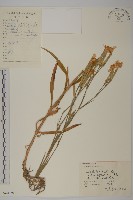 藏品(瞿麥)的圖片