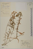 藏品(蠅子草)的圖片