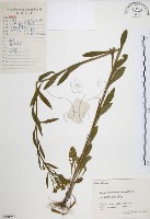 藏品(美洲假蓬)的圖片