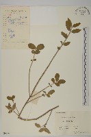 藏品(陳謀衛矛)的圖片