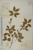 藏品(大丁黃)的圖片