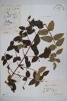 藏品(大花忍冬)的圖片