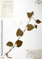 藏品(臭腥草、蕺菜)的圖片