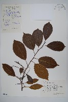 藏品(榿木)的圖片