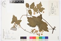 藏品(女萎)的圖片