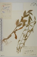 藏品(堅硬女婁菜)的圖片