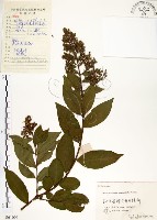 藏品(九芎)的圖片