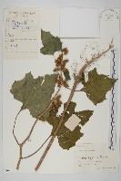 藏品(蒼耳)的圖片