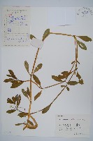 藏品(空心蓮子草)的圖片