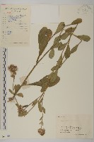 藏品(柔毛艾納香)的圖片