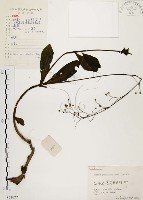 藏品(土人參)的圖片