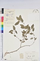 藏品(鐵莧菜)的圖片