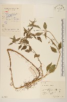 藏品(小米菊)的圖片