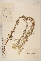 藏品(秋鼠麴草)的圖片