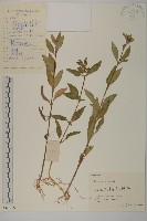 藏品(狼把草)的圖片