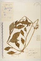 藏品(野茼蒿)的圖片