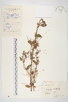 藏品(中國菟絲子)的圖片