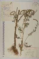 藏品(豬草、瘤果菊)的圖片