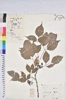 藏品(重陽木)的圖片