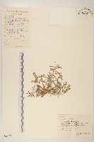 藏品(父子草、天青地白)的圖片