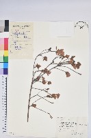 藏品(唐杜鵑、大屯杜鵑、中原氏杜鵑)的圖片