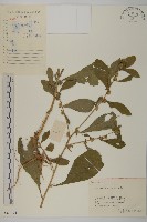 藏品(天名精)的圖片