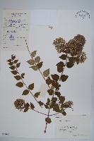 藏品(臺灣糯米條)的圖片