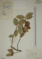 藏品(薜荔)的圖片