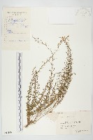 藏品(土丁桂)的圖片