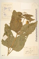 藏品(串葉草)的圖片