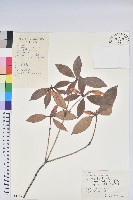 藏品(鹿角杜鵑、西施花、青紫木)的圖片